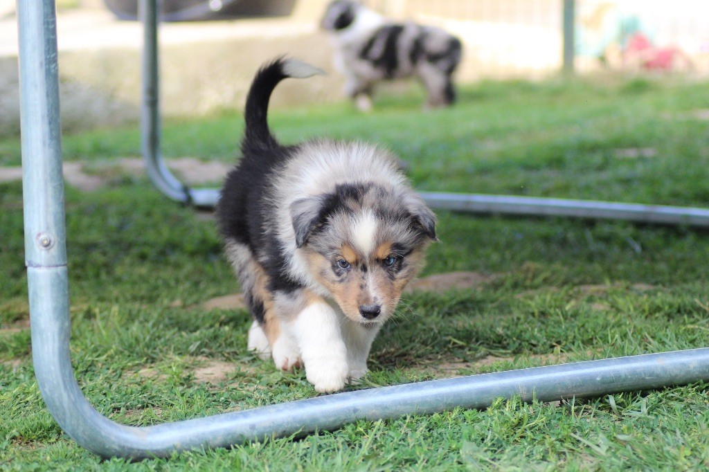 Dream Of Manou And Dounette - Chiots disponibles - Berger Australien