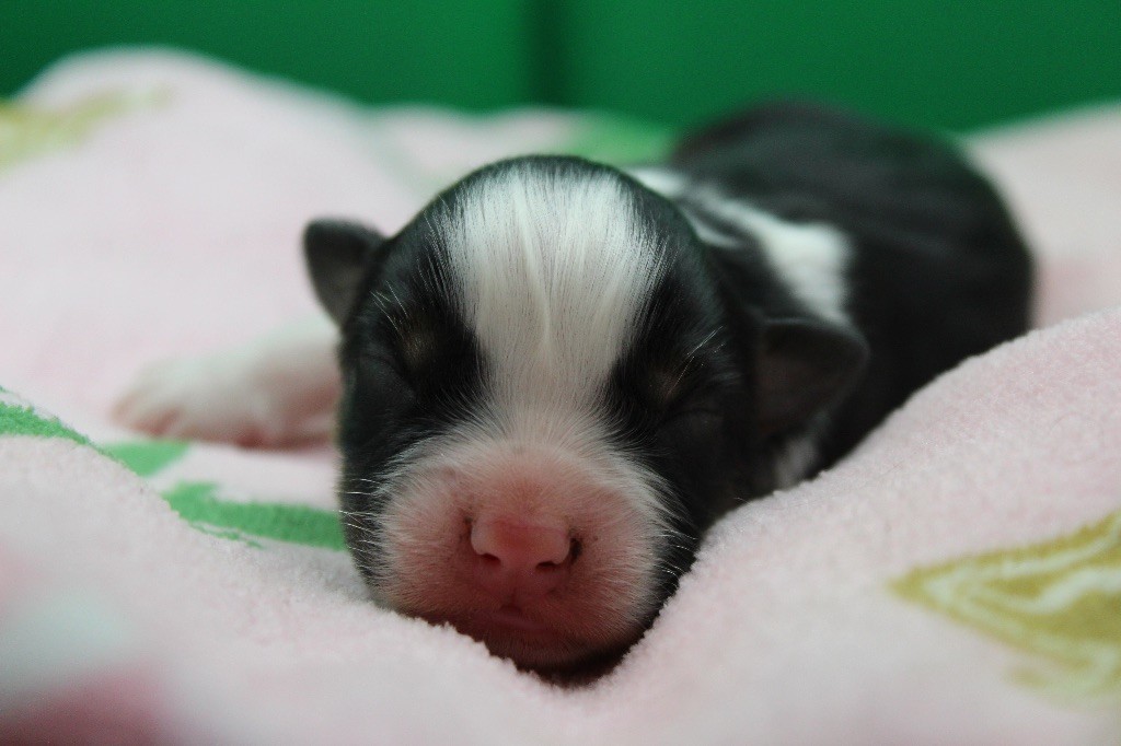 Dream Of Manou And Dounette - Chiots disponibles - Berger Australien