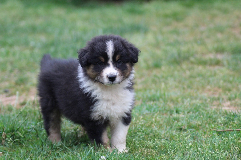 Dream Of Manou And Dounette - Chiots disponibles - Berger Australien