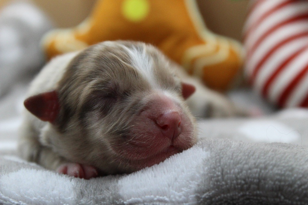 Dream Of Manou And Dounette - Chiots disponibles - Berger Australien